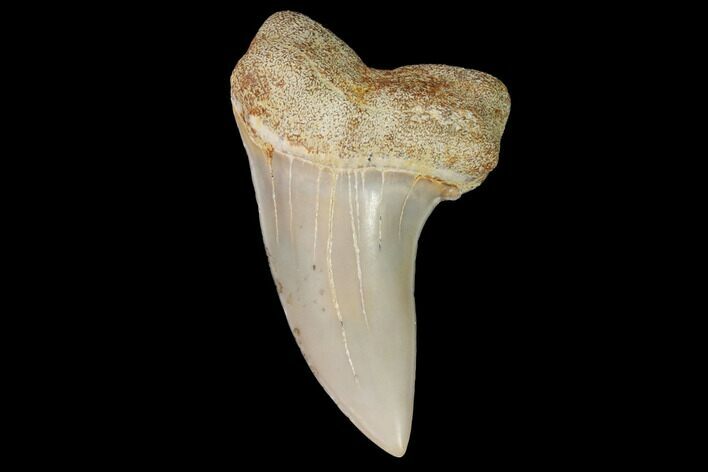 Mako Shark Tooth Fossil - Sharktooth Hill, CA #94653